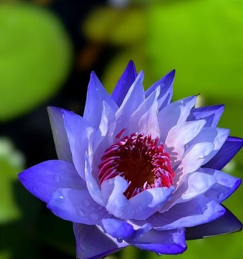 睡莲四季开花的奥秘（水生植物如何实现全年开花？）