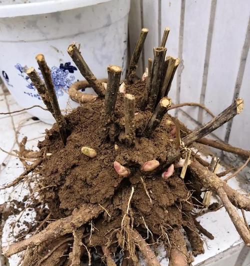 牡丹花的养护知识（晒太阳是牡丹花最大的敌人）