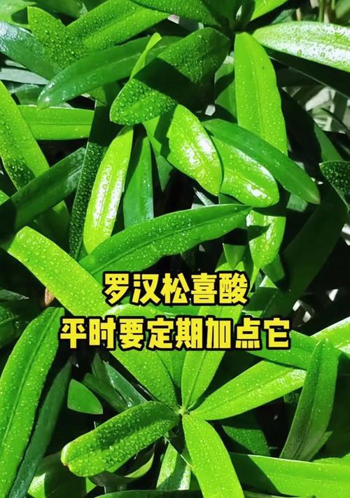 罗汉松喜肥，如何科学施肥？（罗汉松的肥料需求与施肥技巧）