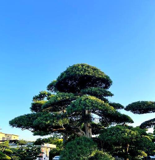 罗汉松喜肥，如何科学施肥？（罗汉松的肥料需求与施肥技巧）