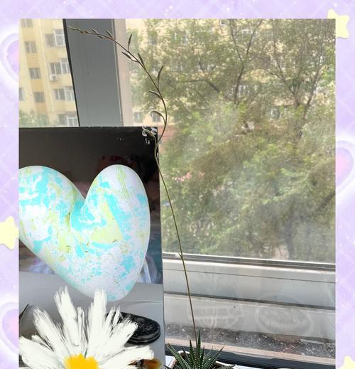 爆盆好养！教你如何养护条纹十二卷（从选择盆土到防治病虫害，“条纹十二卷”）