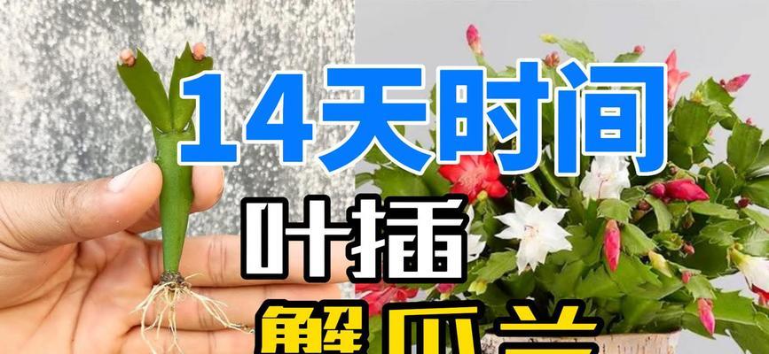 如何快速让蟹爪兰生根（提高蟹爪兰生根成功率的方法与技巧）