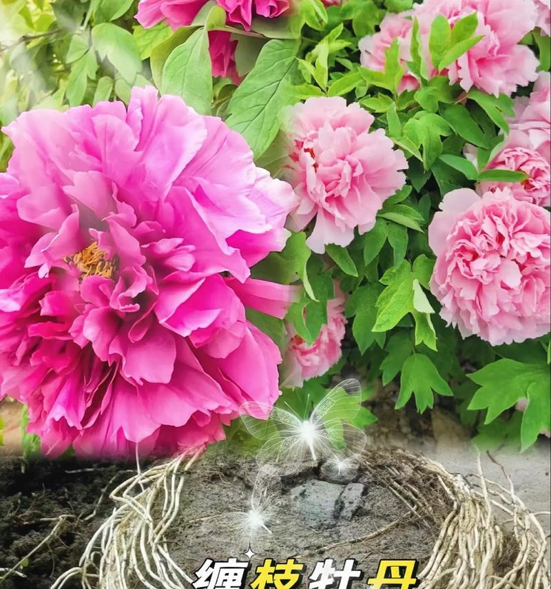 牡丹花的花语（探究牡丹花的象征意义和文化价值）