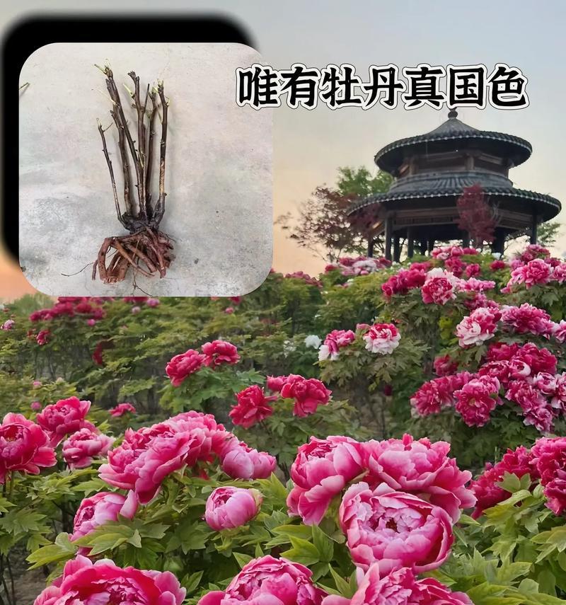 牡丹花的花语（探究牡丹花的象征意义和文化价值）