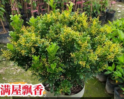米兰花的香味到底有害吗？（解密米兰花香气的成分及其对人体的影响）