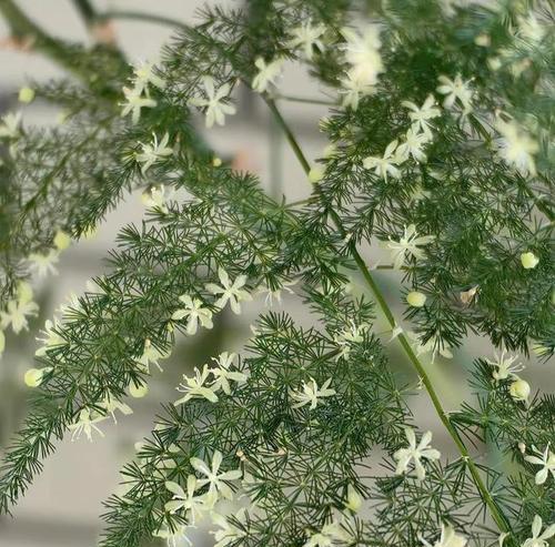 如何让文竹开花？（掌握关键因素，让文竹年年开花。）
