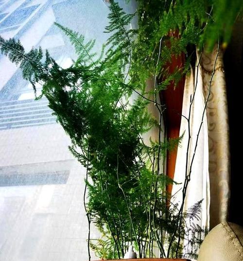 如何让文竹开花？（掌握关键因素，让文竹年年开花。）
