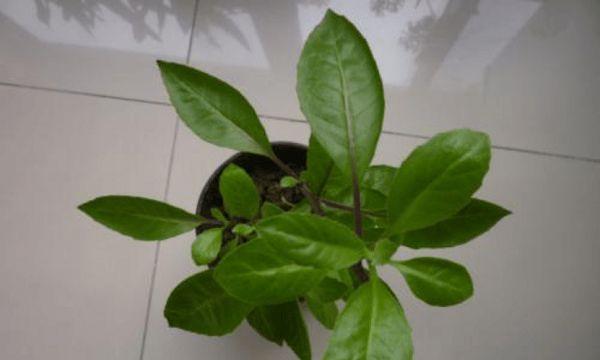 解密明日草，探寻其神奇功效（从名称来历到营养价值，全面了解这种草）