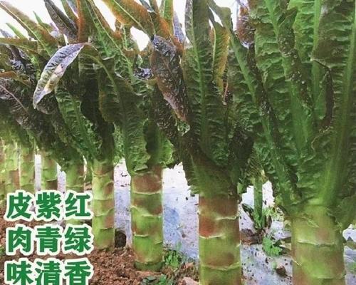 四季莴笋种植全攻略（种植时间、方法与注意事项）