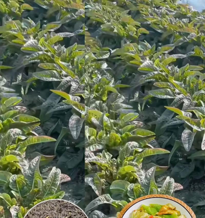 四季莴笋种植全攻略（种植时间、方法与注意事项）
