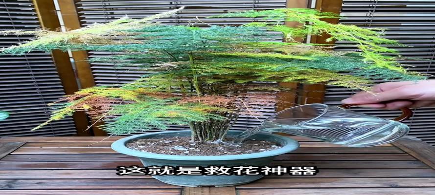 发财树能用啤酒浇吗？真相揭秘！（啤酒真的能让发财树变得更繁茂吗？快来看看吧！）