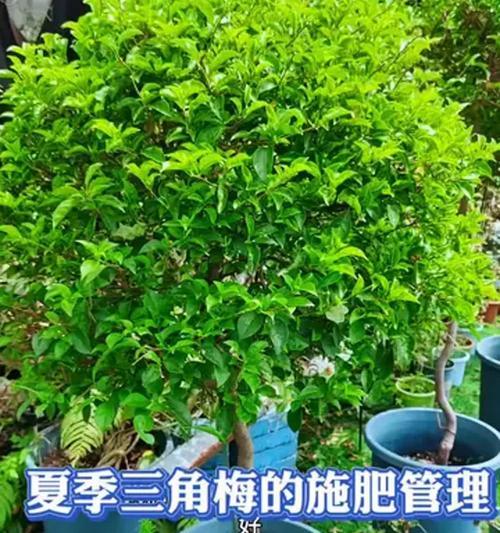 三角梅肥料施用全攻略（施肥方法和时间一览，轻松打造繁花盛开）