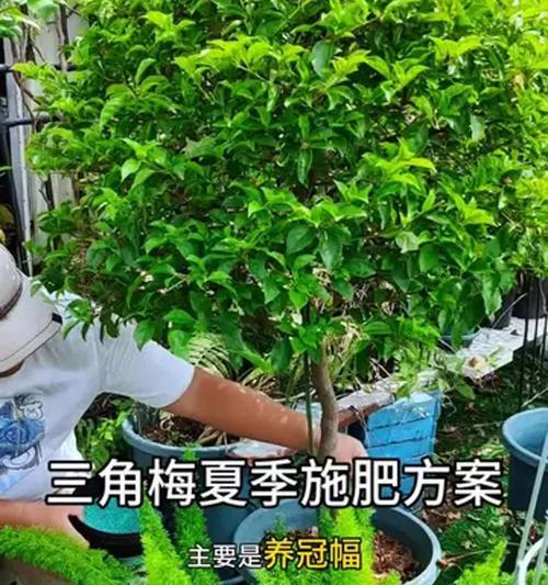 三角梅肥料施用全攻略（施肥方法和时间一览，轻松打造繁花盛开）
