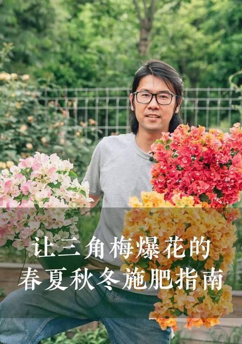 三角梅肥料施用全攻略（施肥方法和时间一览，轻松打造繁花盛开）