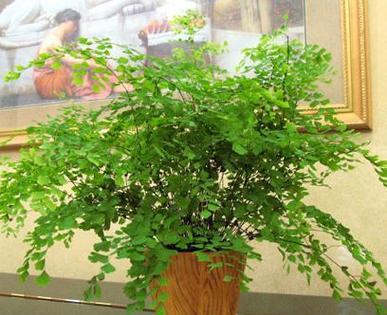 喜阴花卉大盘点（探寻适合阴暗环境的植物之美）
