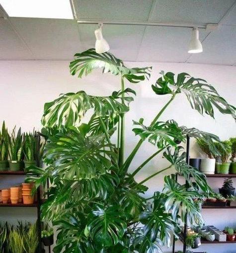 喜阴花卉大盘点（探寻适合阴暗环境的植物之美）