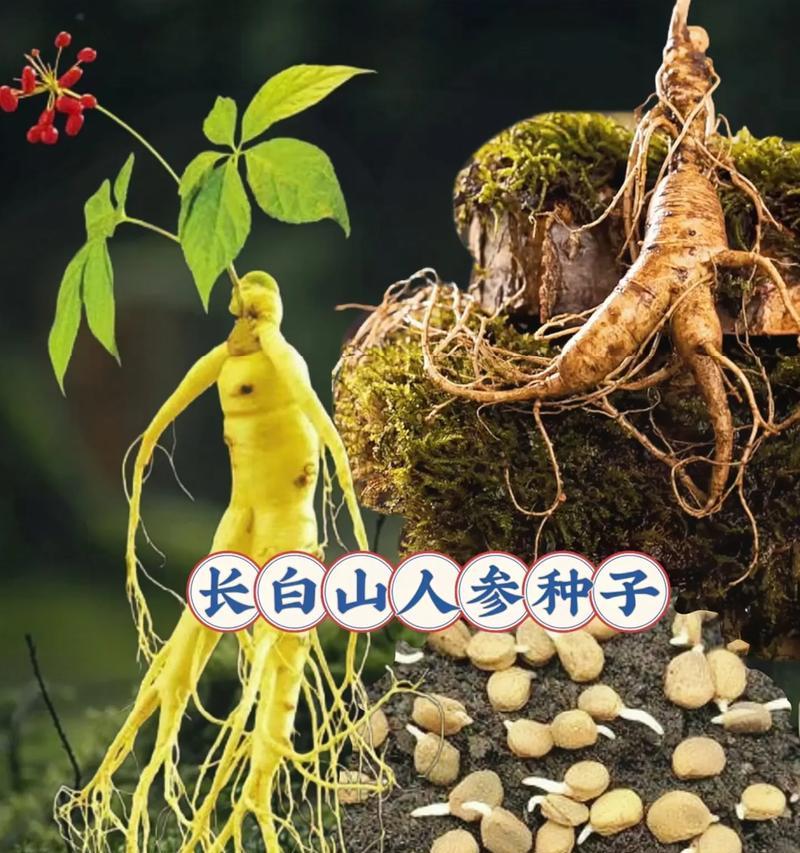 人参的长寿之谜（一颗根茎，数百年的人类追求；人参的种类、功效与食用方式全解析）