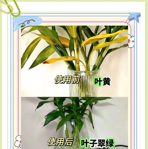 水养富贵竹叶子发黄，你需要做的这些事（水养富贵竹叶子发黄怎么办，防止富贵竹叶子变黄的小技巧）