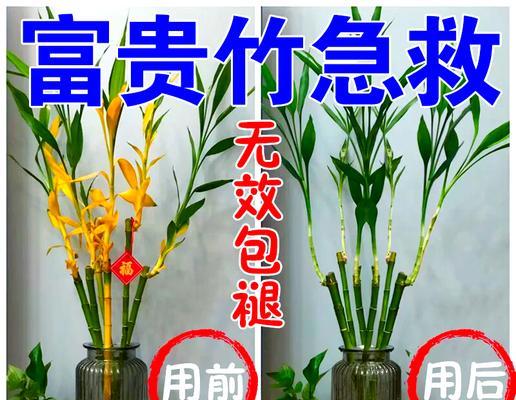 水养富贵竹叶子发黄，你需要做的这些事（水养富贵竹叶子发黄怎么办，防止富贵竹叶子变黄的小技巧）