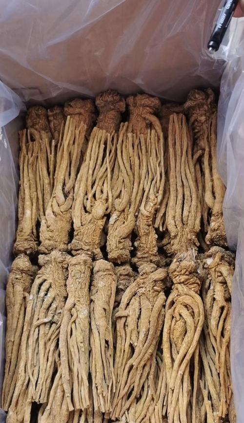 当归的药用价值与应用（探究当归在药用方面的作用及其适用范围）