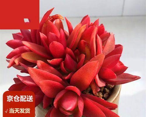 多肉火祭的养殖方法与注意事项（打造多彩多肉世界，让生活更有生气）