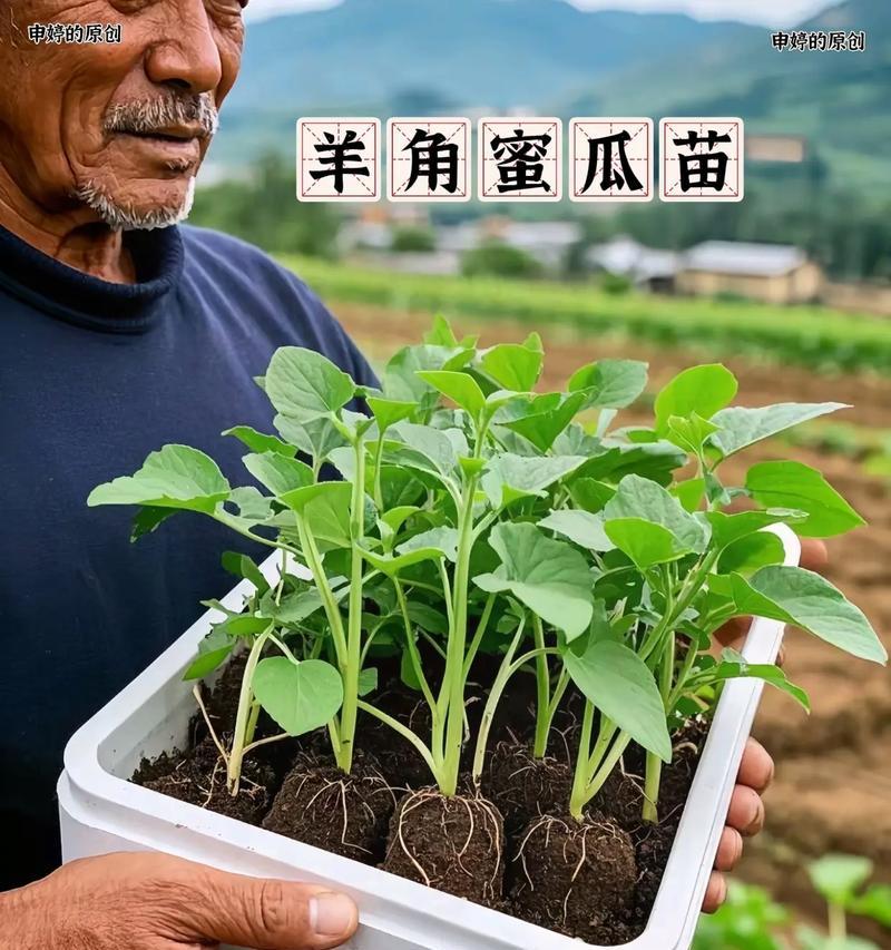 哈密瓜种子的保存与利用（如何留下好的种子？种子怎样保养？）