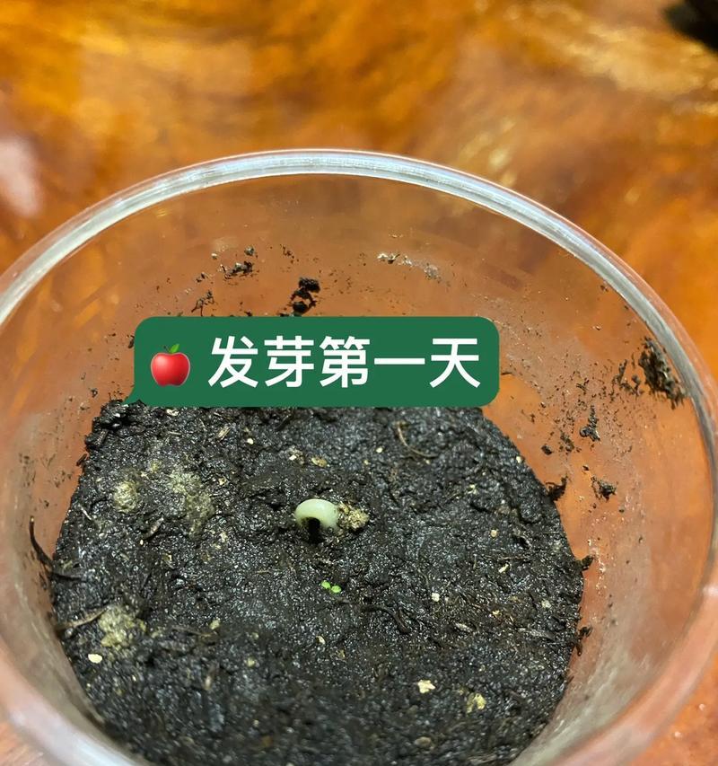 绿豆种植指南（掌握种植时间和方法，收获丰硕的绿豆产量）