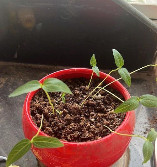绿豆种植指南（掌握种植时间和方法，收获丰硕的绿豆产量）