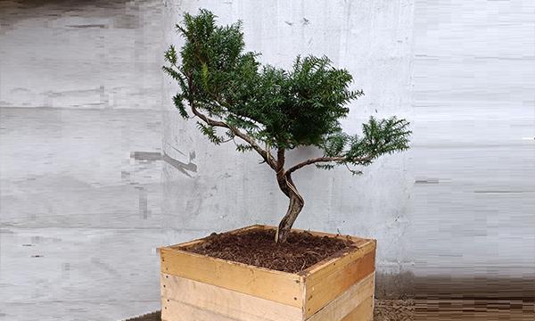 水培红豆杉养护指南（从环境到养分，全方位呵护您的红豆杉）