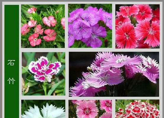 小雏菊的花期是什么时候？（探秘小雏菊的生长周期）