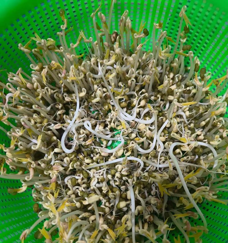 掌握这些知识，让你顺利收获绿豆！（掌握这些知识，让你顺利收获绿豆！）