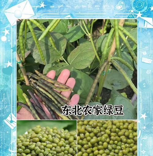 掌握这些知识，让你顺利收获绿豆！（掌握这些知识，让你顺利收获绿豆！）