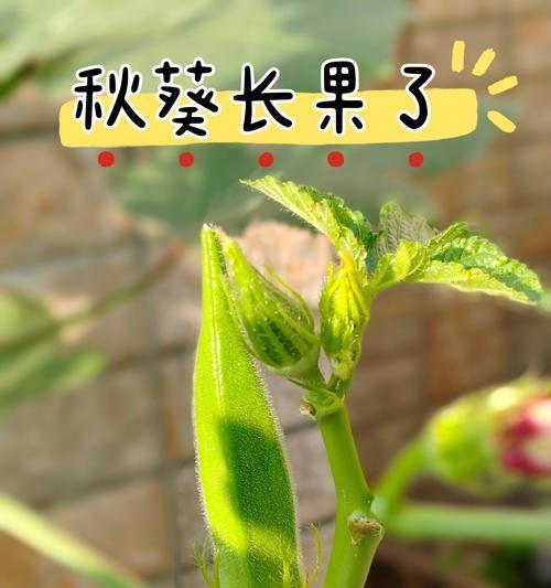 秋葵生长期有多长时间？（了解秋葵生长周期，轻松栽培收获丰硕）