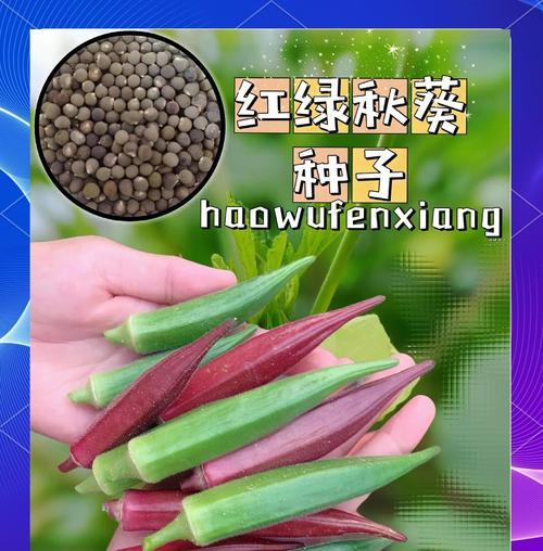 秋葵生长期有多长时间？（了解秋葵生长周期，轻松栽培收获丰硕）