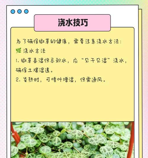 如何科学浇水圆叶椒草（圆叶椒草水分管理技巧，有效提高生长质量）
