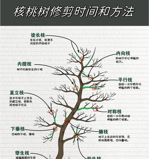 核桃树病虫害防治技术与方法措施（保护核桃树健康的关键、常见的病虫害及对策、有效的防治措施）
