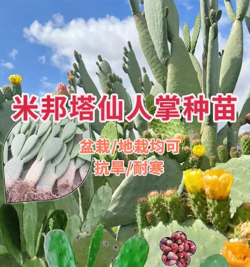 仙人掌之土壤选择（打造健康生长的仙人掌家园）