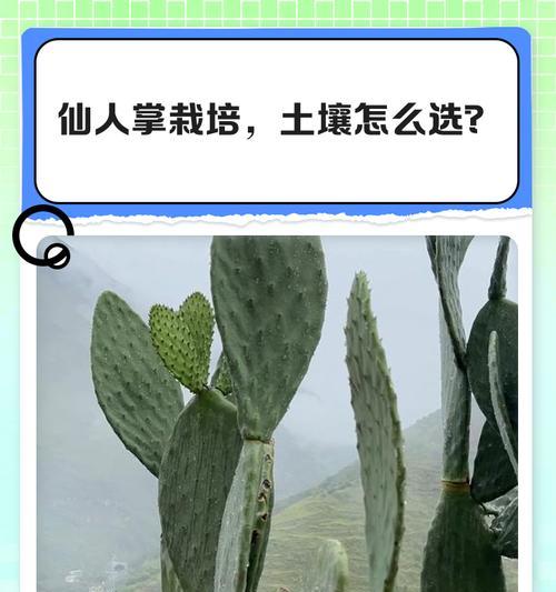 仙人掌之土壤选择（打造健康生长的仙人掌家园）