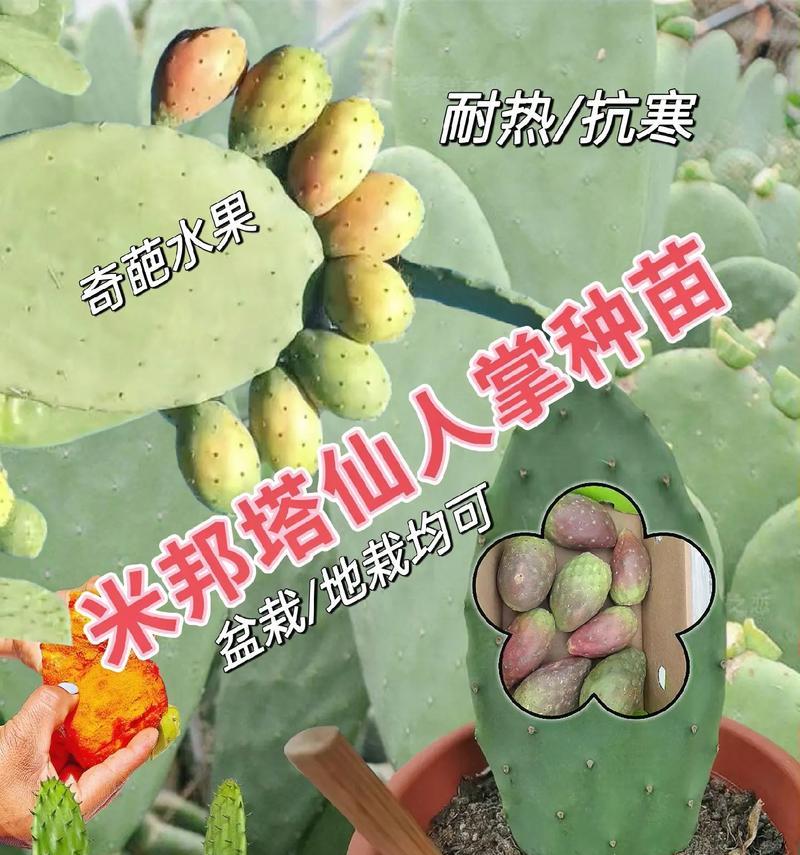 仙人掌之土壤选择（打造健康生长的仙人掌家园）