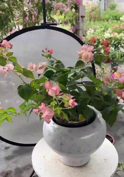 火龙果养殖，室内种植全攻略（火龙果的有毒与无毒区别、室内养殖的注意事项）