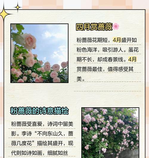 粉团蔷薇的生长习性及花期（美丽的开花时刻和不同季节的表现）