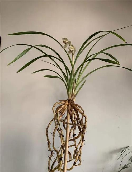 兰花肥料的选择（选择合适的肥料，让兰花更健康）