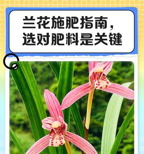 兰花肥料的选择（选择合适的肥料，让兰花更健康）