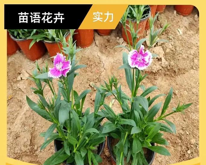掌握美国石竹播种最佳时机（为您的花园增添美丽）