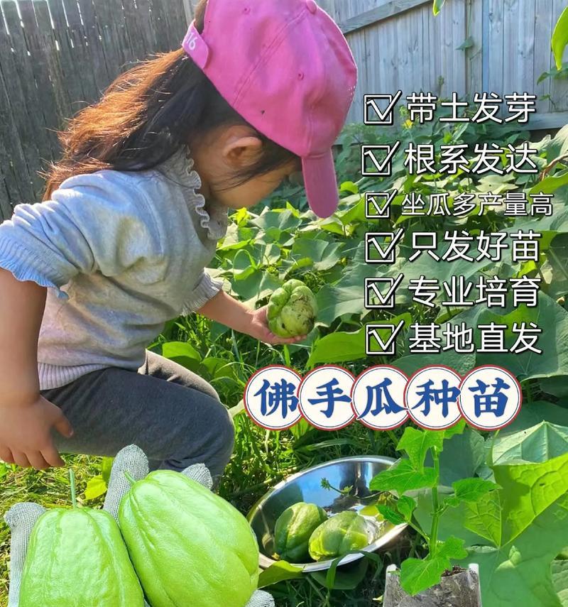 如何选择最佳的佛手瓜种植时间（适合种植的月份及注意事项）