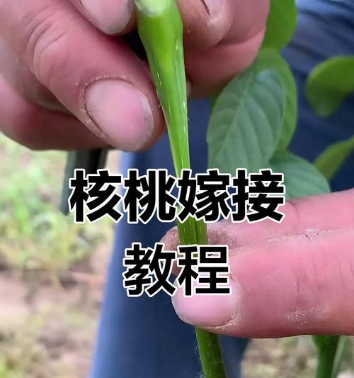 如何快速让核桃发芽（核桃发芽技巧与注意事项）