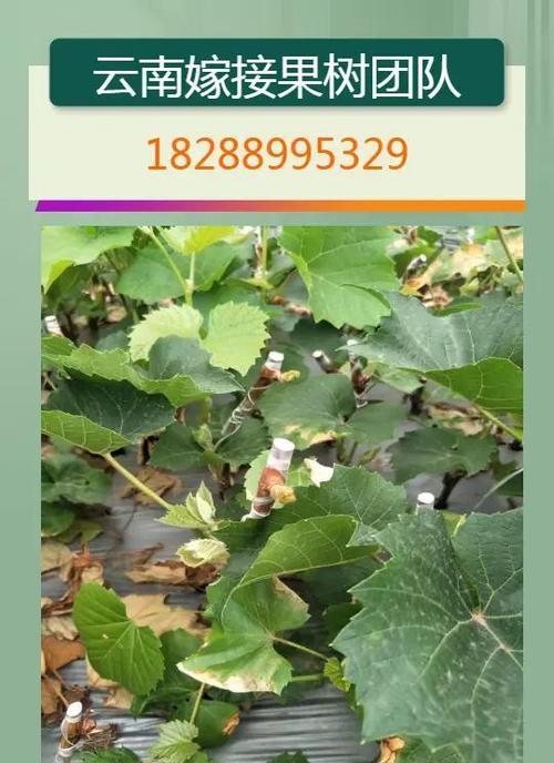 如何快速让核桃发芽（核桃发芽技巧与注意事项）