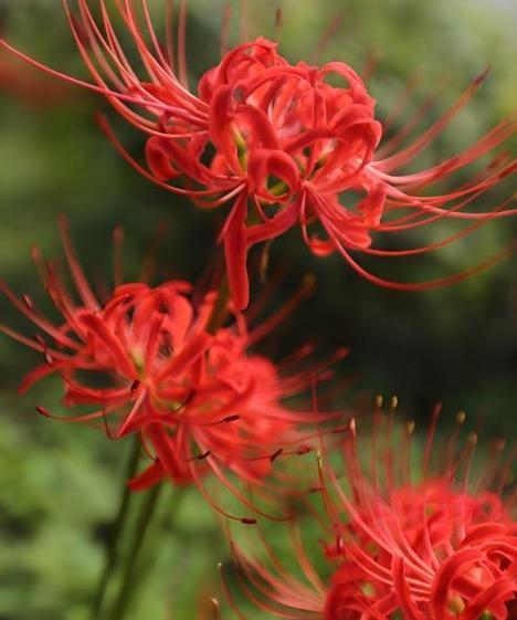 曼陀罗花的花语（探究花语背后的深层意义）