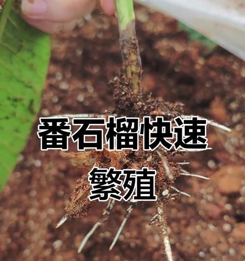 石榴树扦插几年结果（揭秘石榴树扦插后几年能够开花结果，）