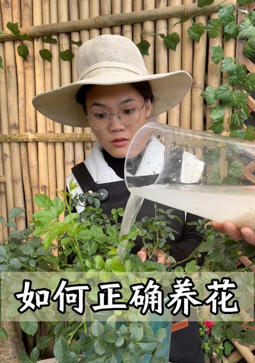 淘米水的神奇妙用——可以用来浇花！（一次性解决厨余垃圾，环保又便利）